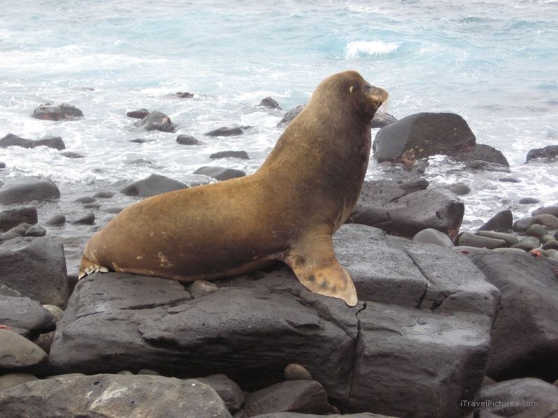 sea lion bull Galapagos pinniped pinnipeds